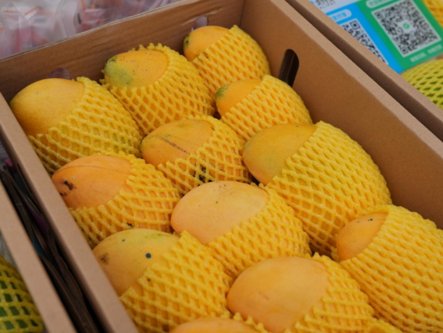 田阳芒果色泽诱人。