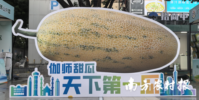 新疆伽师瓜打卡点。