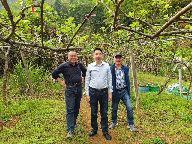 驻上坪镇帮镇扶村工作队队长钟锦波（中）与华南农业大学科技特派员团队一同走访果园