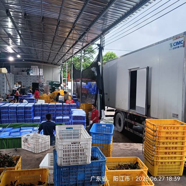 阳春市农源种养专业合作社的工人将荔枝装车预冷