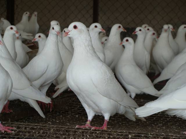 石岐鸽。