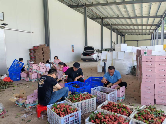 工作队全员参与雷岭荔枝分装打包环节。