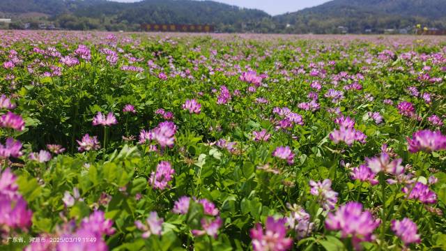 东源大力推广种植紫云英绿肥。