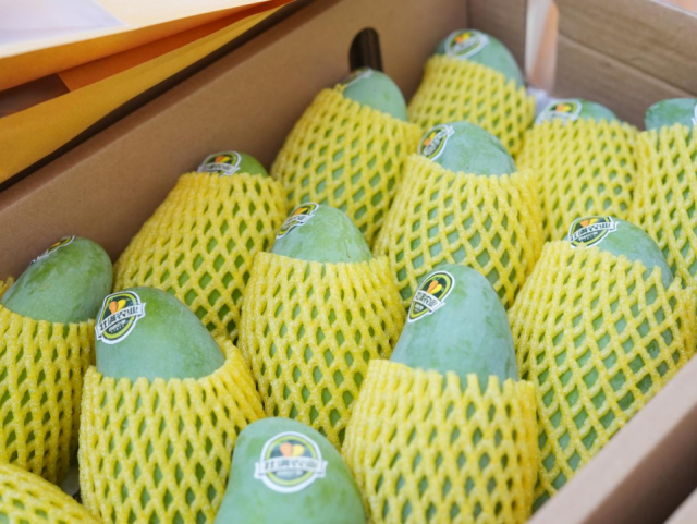 新鲜采摘上市的田阳芒果，香气浓郁。