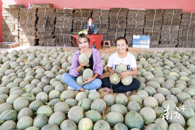 近年来,唐王古瓜依托电商平台“飞”出新疆。 近年来,唐王古瓜依托电商平台“飞”出新疆。