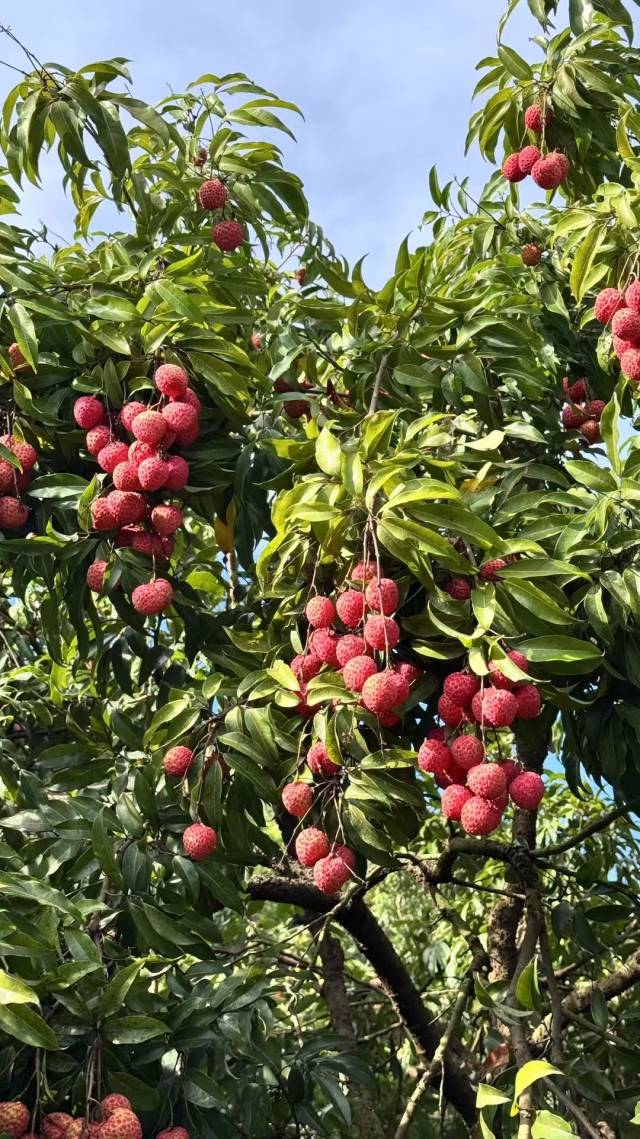 阳江早靓荔枝合作社生产的糯米糍