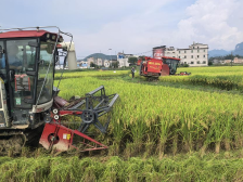 示范推广合理密植技术，助力翁源龙仙镇早稻亩增产超14%
