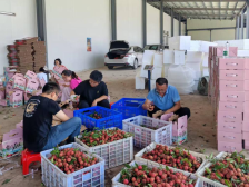 接“荔”帮扶，潮南雷岭镇喜提“百万”订单 | 驻在千镇万村⑯