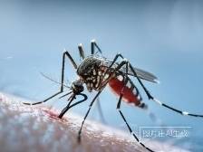 蚊子送来的“痛”礼：一文看懂基孔肯雅热与登革热
