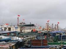 台风“韦帕”逼近，江门7266艘涉渔船舶已回港避风