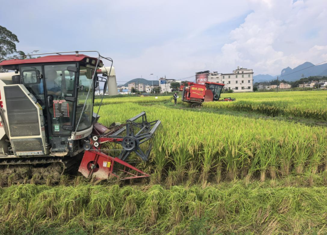 合理密植技术示范田测产现场  