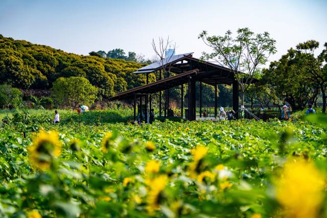 盛夏的稻香尺岸节点，拥有一大片向日葵花田 