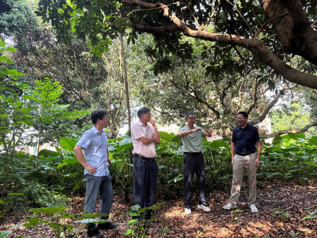 省农科院科技特派员团队在古竹镇荔枝园实地调研。