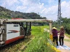 与台风“韦帕”赛跑，茂名机械化抢收早稻11.03万亩