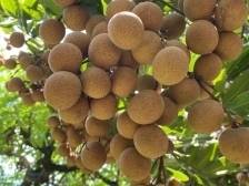 高州倡议统一使用“高州龙眼”公版包装箱