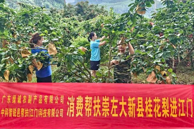 清甜“桂”礼！“邑帮扶”助力广西崇左桂花梨直供江门