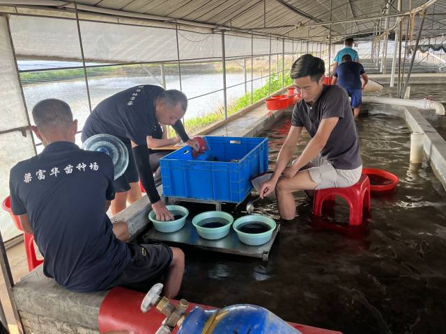 梁贵华（左）在销售鱼苗。