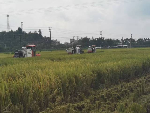 农机战“韦帕”:抢收抢烘 守护粮食安全