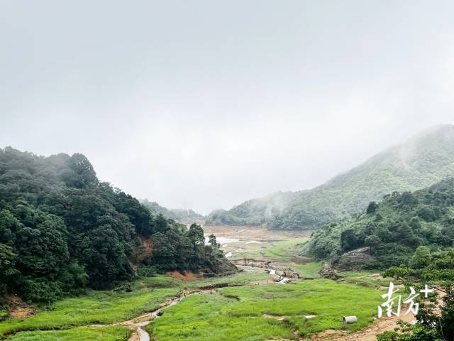 华润楠生长在陆河吉溪林场的半山腰。张俊 摄