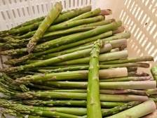 沙地芦笋飘香港岛！青藏高原有机芦笋首获“港澳通行证”