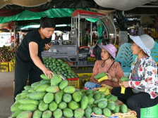 广西百色田阳区：芒果产业带动就业 群众家门口增收忙