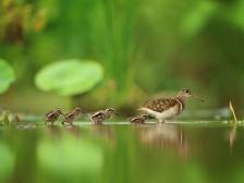 省摄协第二届自然生态摄影委员会第四次会议在阳江召开