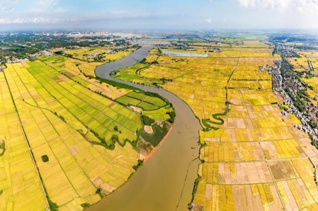 雷州东西洋稻田