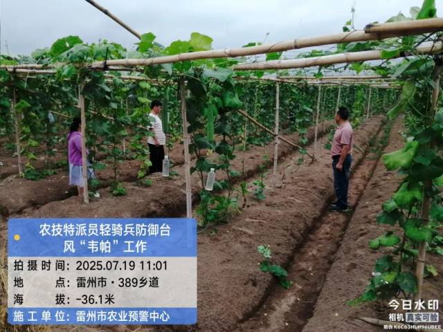 雷州市农技特派员指导种植户做好蔬菜大棚防台风工作。 雷州市农技特派员指导种植户做好蔬菜大棚防台风工作。