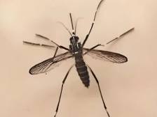 权威解读基孔肯雅热！广州南沙就医等攻略请查收