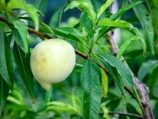 视频+图｜青红满枝头！五华潭下鹰嘴桃迎丰收，嘎嘣脆甜等你摘