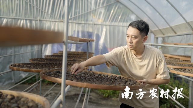 晒制新会小青柑茶  受访者供图