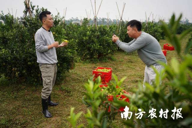田间拍摄新会柑科普短视频  受访者供图