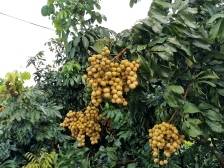 南农晨读 | 龙眼季来了