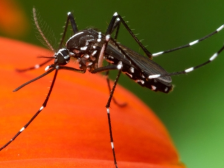 关于基孔肯雅热，汕头疾控最新提醒