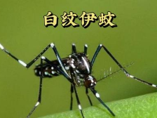 高烧+关节剧痛？警惕蚊媒传染病“基孔肯亚热”