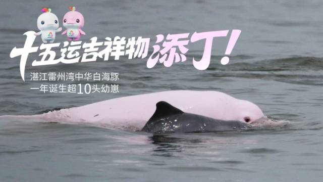 十五运吉祥物添丁！雷州湾中华白海豚一年诞生超10头幼崽
