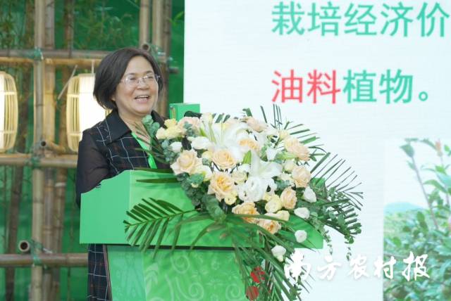 华南农业大学经济林研究中心主任、广东省油茶工程技术研究中心副主任黄永芳介绍油茶产业。