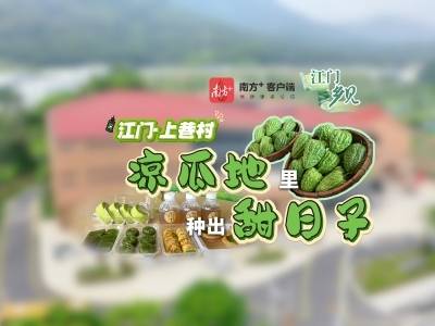 凉瓜地里种出甜日子｜江门“乡”见⑤