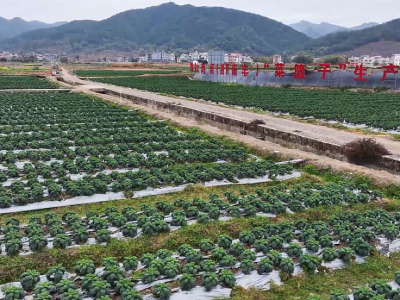 产业振兴、民生提质，肇庆封开政企协同助力“百千万工程”