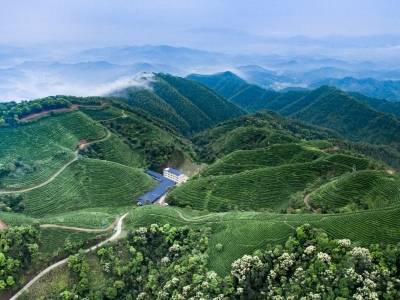 科技赋能，打造蝉茶产业新引擎 | 紫金奋楫三年路⑥