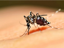 广东最新倡议：每日三分钟清除积水，不给蚊子产卵孳生机会