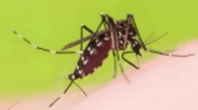 基孔肯雅热人传人？辟谣！