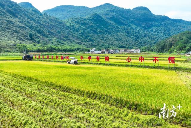 “丰”景如画！寨岗镇东升村早稻飘香收割忙