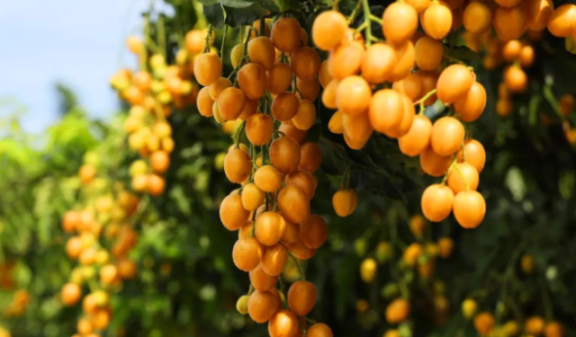 云浮郁南无核黄皮。