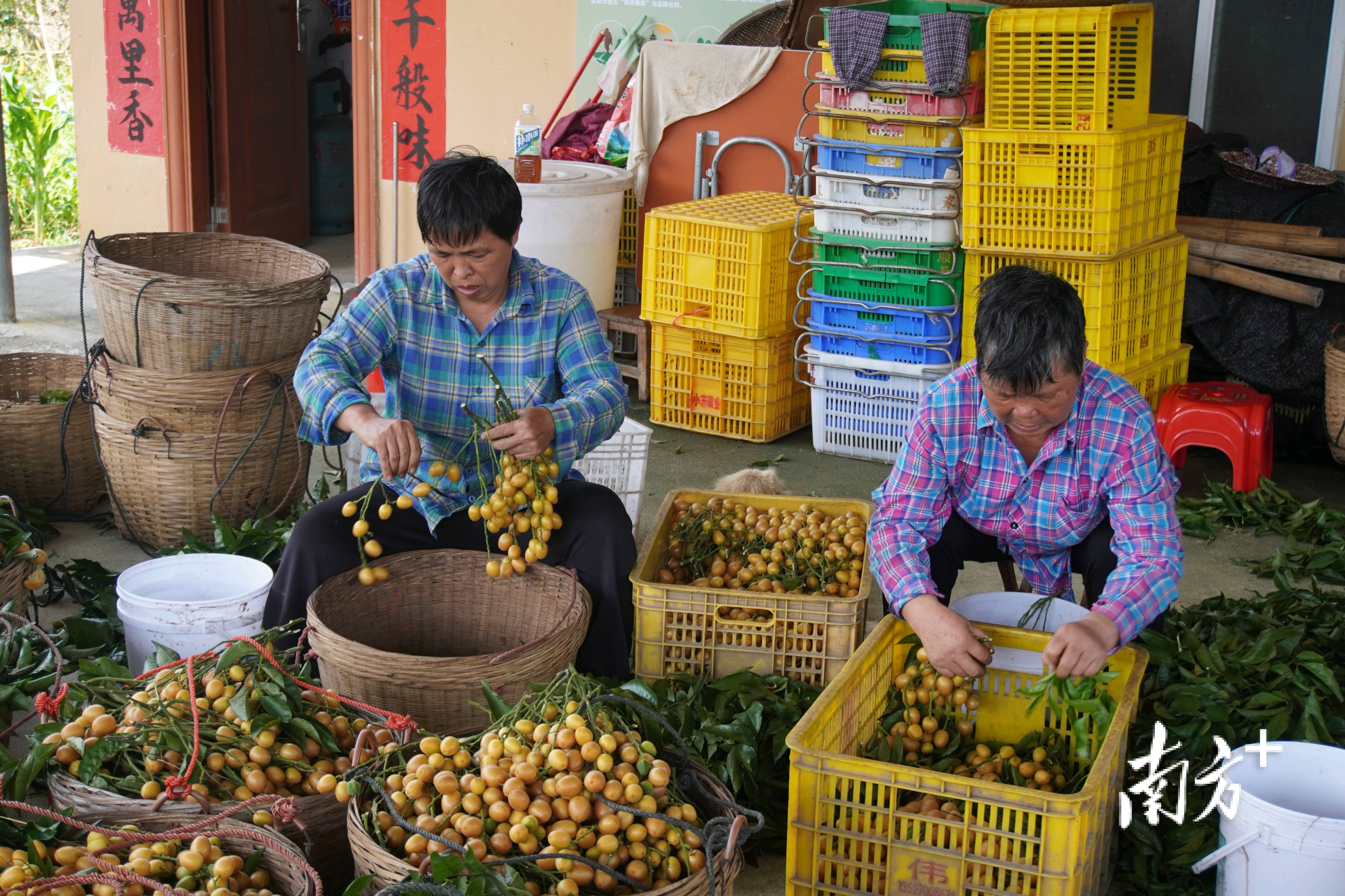 果为媒，网为桥！郁南无核黄皮盛会启幕，打造百亿富民产业