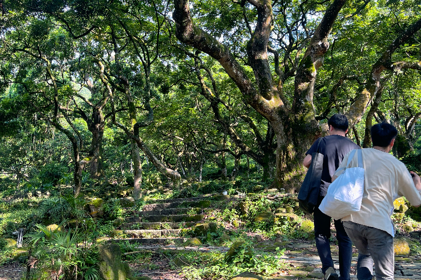 中山纪念堂百年木棉古树下，展采<strong>双色球开奖结果5个</strong>