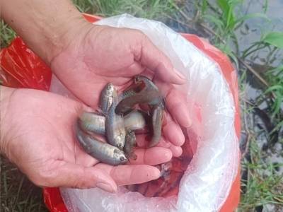 蚊子“特工”和鱼老板出没！禅城这些治蚊方法脑洞大开