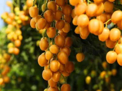 发展新型农村集体经济，云浮给出答案丨市委书记抓乡村振兴2025年度盘点