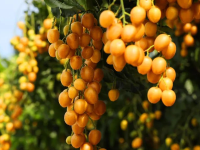 云浮郁南：“媒体+”延链强链补链，无核黄皮冲刺百亿产值