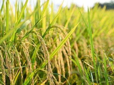 早稻归仓｜一文速览《南方日报·清远观察》第2149期